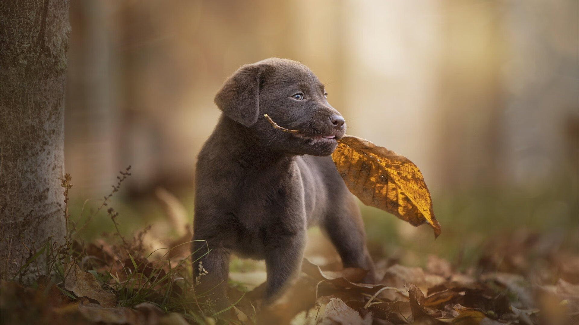 CS2 战队战术多样化发展,cs站队