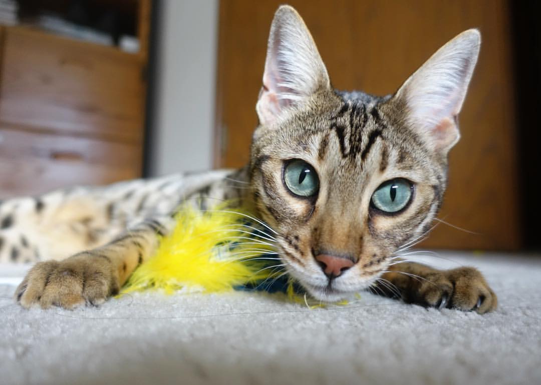 CS2 战队战术多样化发展,cs站队